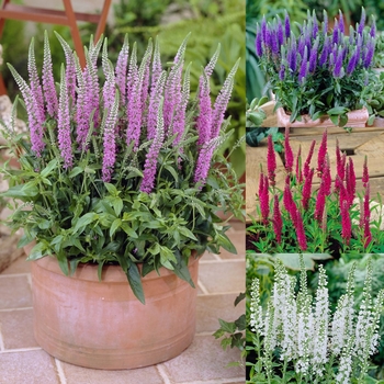 Veronica spicata 'Multiple Varieties' 