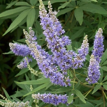 Vitex agnus-castus 'Montrose Purple' 