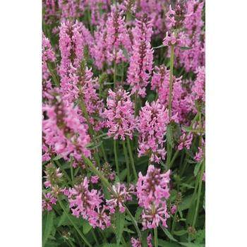 Stachys officinalis 'Pink Cotton Candy' 