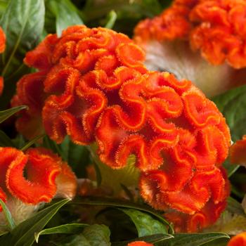 Celosia cristata 'Twisted Dark Orange Improved'