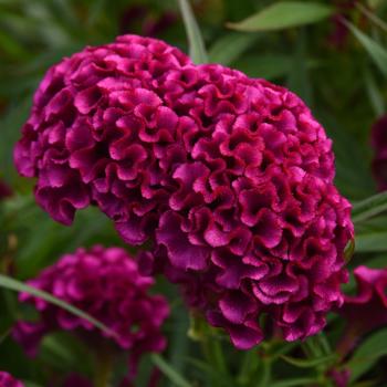 Celosia cristata 'Twisted Purple'