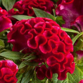 Celosia cristata 'Twisted Strawberry'