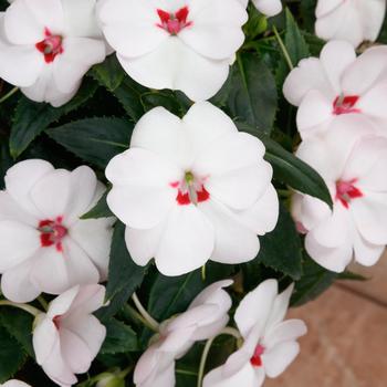 Impatiens SunPatiens® Vigorous Sweetheart White