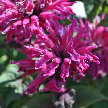 Monarda 