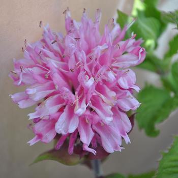 Monarda 