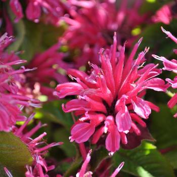 Monarda Marje® Rose