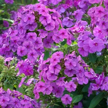 Phlox 