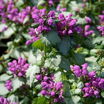 Lamium maculatum 'Dark Purple' 