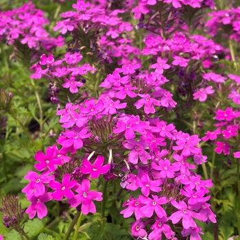 Verbena canadensis 'Perfecta' 