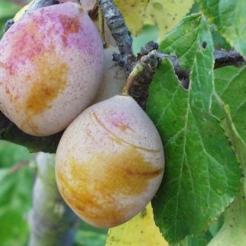 Pyrus salicina 'Gold' 