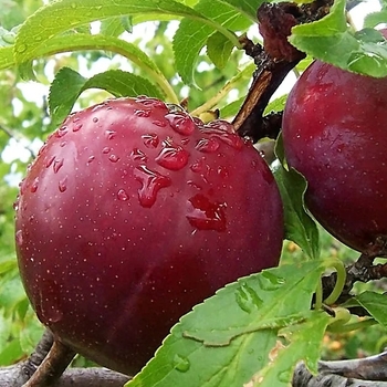 Prunus salicina 'Bruce' 