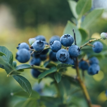 Vaccinium ashei 'Austin' 