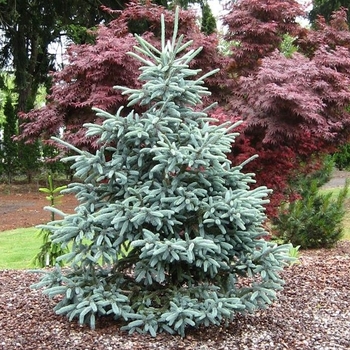 Picea abies 'Paul's Select' 