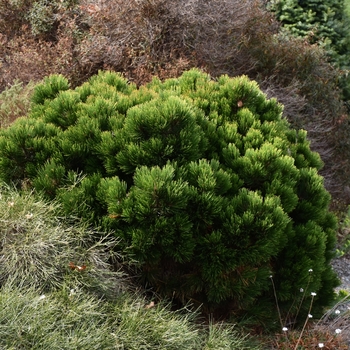 Pinus heldreichii (leucodermis) 'Schmidtii' 