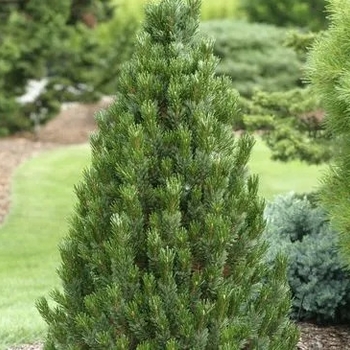 Pinus aristata 'Joe's Bess' 