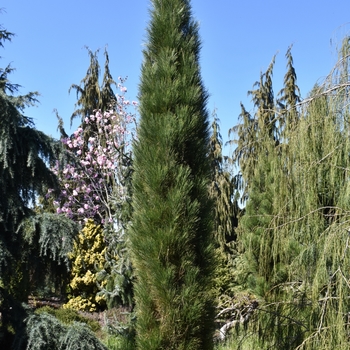 Pinus nigra 'Green Tower' 