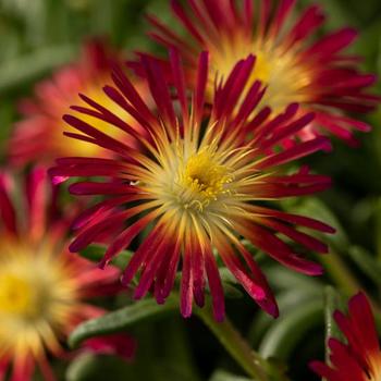 Delosperma cooperi