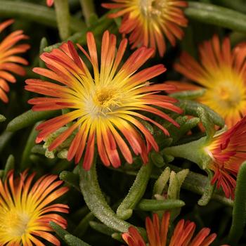 Delosperma cooperi