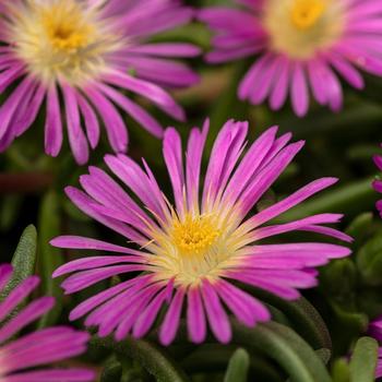 Delosperma cooperi Delmara™ Pink