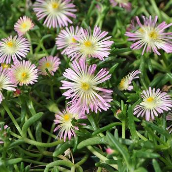 Delosperma cooperi Delmara™ Pink Halo