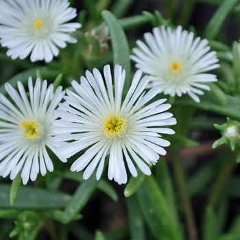 Delosperma cooperi Delmara™ White