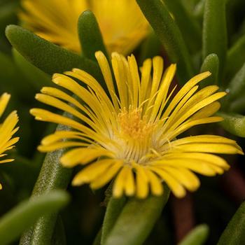 Delosperma cooperi Delmara™ Yellow