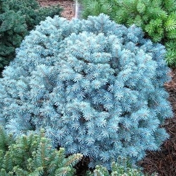 Picea pungens 'Blue Pearl' 