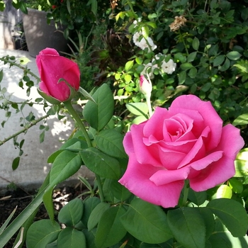 Rosa 'Perfume Delight™' PP3282
