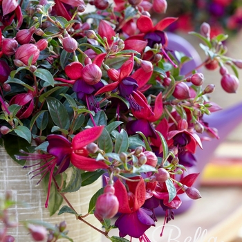 Fuchsia 'Mariska' 