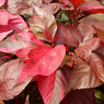 Acalypha wilkesiana 'Louisiana Red' 