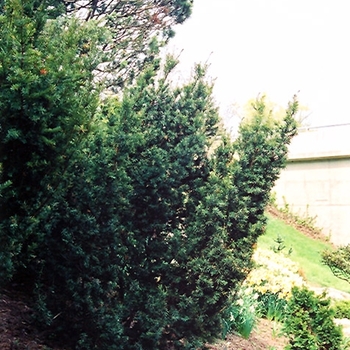 Taxus cuspidata 'Fastigiata' 