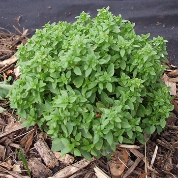 Ocimum basilicum 'Spicy Globe' 