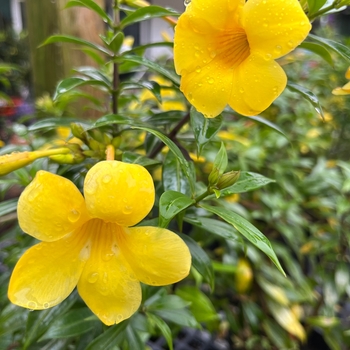 Allamanda cathartica