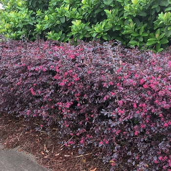 Loropetalum chinense 'Burgundy Blast' 