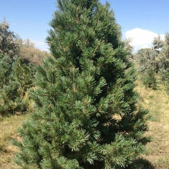 Pinus strobiformis