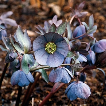 Helleborus 'Blue Diamond' 