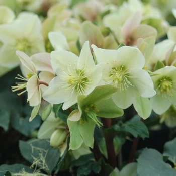 Helleborus 'Champion' 