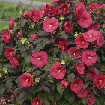 Hibiscus 'Mars Madness' 