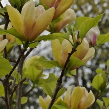 Magnolia 'Sunsation' 