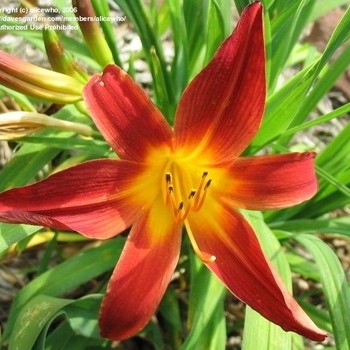 Hemerocallis 'Ming Toy' 