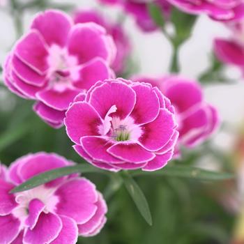 Dianthus caryophyllus 'Magnifica' 