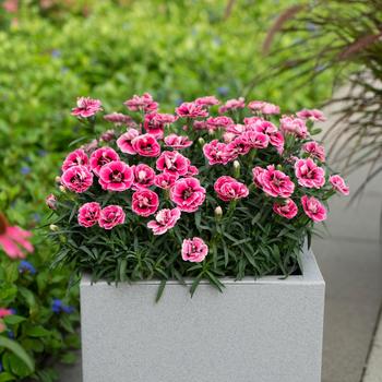 Dianthus caryophyllus Capitán™ 'Pink Eye'