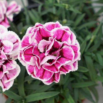 Dianthus caryophyllus 'Purple Frost' 