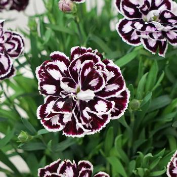 Dianthus caryophyllus Capitán™ 'Purple White'