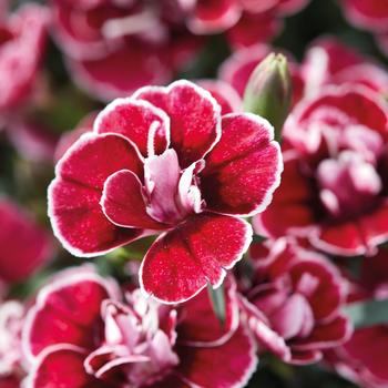 Dianthus caryophyllus Capitán™ 'Red White Eye'