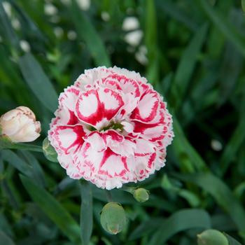 Dianthus caryophyllus Capitán™ 'White Pink'