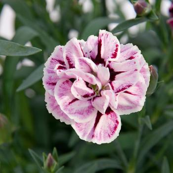 Dianthus caryophyllus Capitán™ 'White Purple'