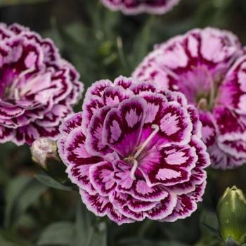 Dianthus 'Crush Cherry' 