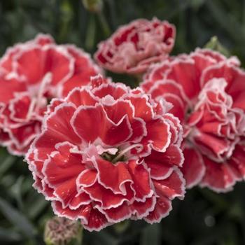 Dianthus Constant Beauty® 'Crush Orange'