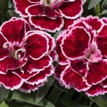 Dianthus 'Crush Burgundy' 